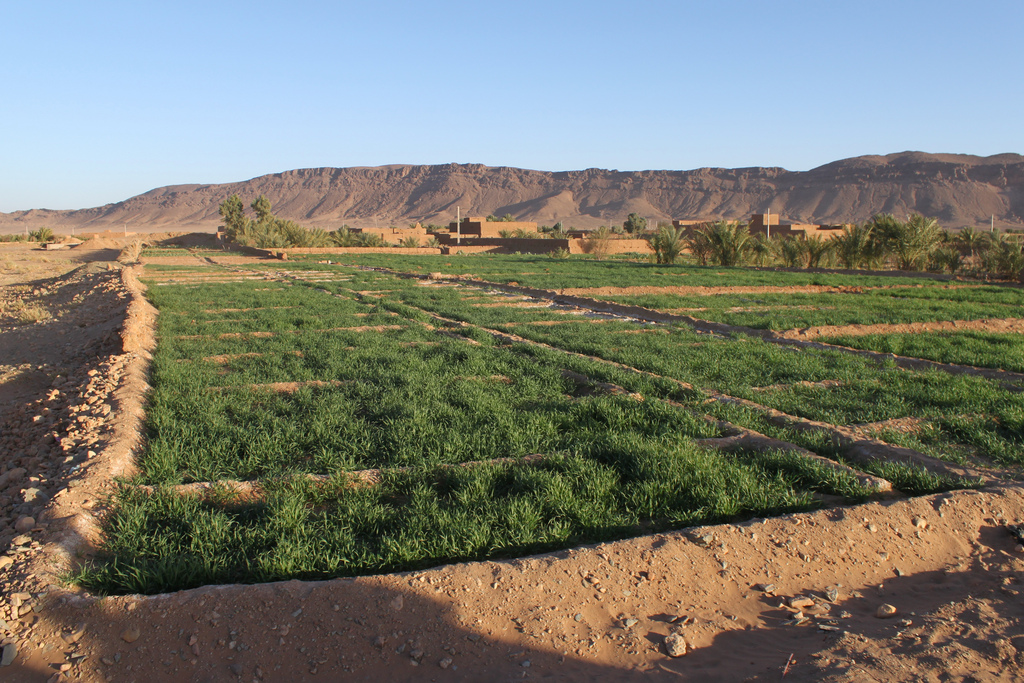 Desert agriculture in Morocco. Photo credit:  Richard Allaway on Flickr.