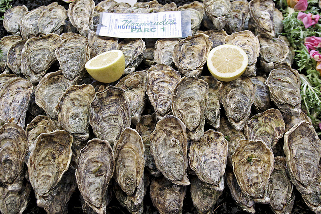 Oysters in Morocco. Photo: Magalie L'Abbé